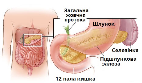 підшлункова залоза.jpg