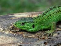 lizard-g82810c860_1920.jpg