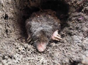 комахоїдні кріт4.jpg