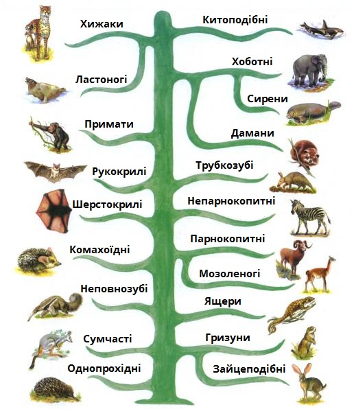 види савців.jpg