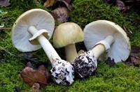 бліда поганка з сайту влілсі.jpg