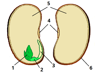 квасоля цифри10.png