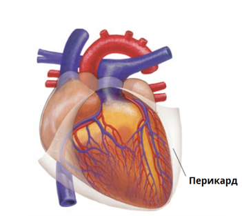 перикард.png
