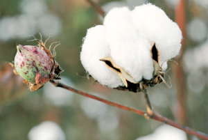 26-03-2017 01-46-44.png