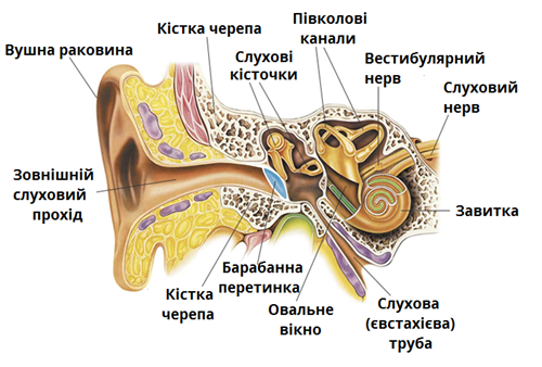 будова вуха.png