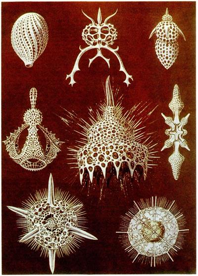 скелети радіолярій.jpg