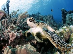 endagnered animal attacks news.jpg