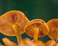 пластинчасті гриби.jpg