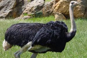 страус9.JPG