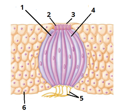 смакова брунька_цифри1.png