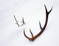 antler pir.jpg