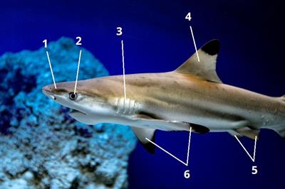 акула цифри4.jpg