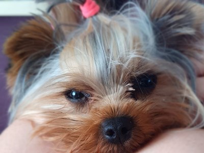 Єлизавета Козир