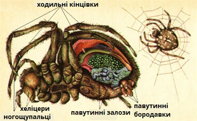 павутинні залози.png