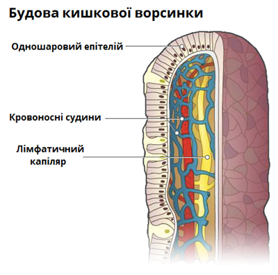 будова кишкової ворсинки.png