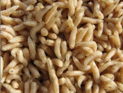 личинка мух2.jpg