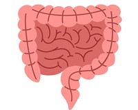 перестальтика кишечника.jpg