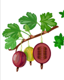 плід з насінням.png