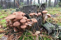 опеньок влісі сайт.jpeg