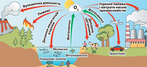 колообіг оксигену.png