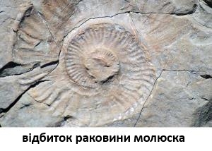 моллюск  2.jpg