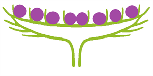 кошик схема5.png