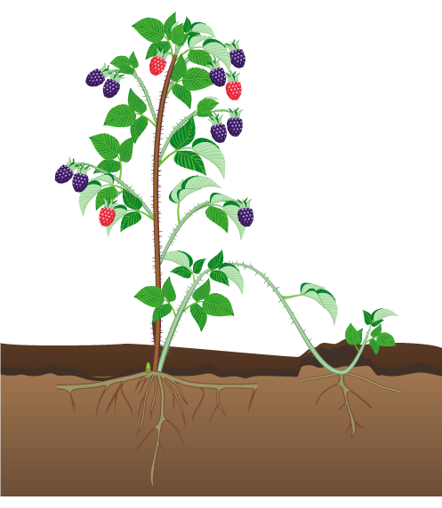 розмноження відводками.png