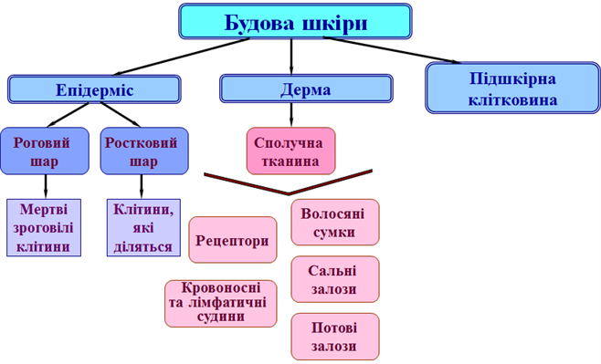 будова шкіри2.png