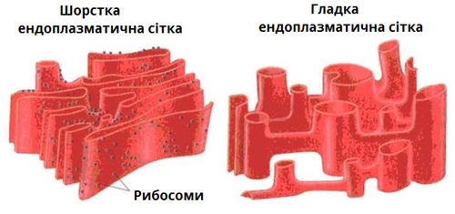 ендоплазматична сітка.png