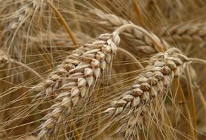 складний колос2.jpg