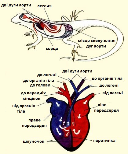 кровоносна система.jpg