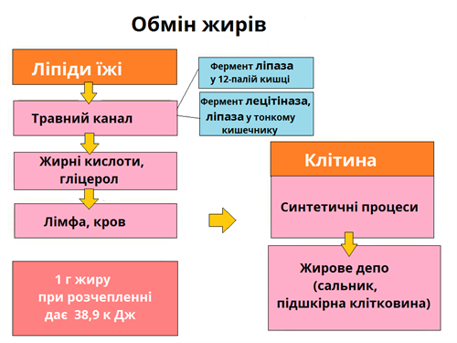 обмін жирів.png