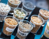 генетично модифіковані організми.jpg