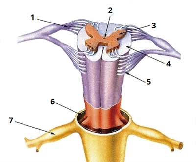 спинний мозок цифри2.png