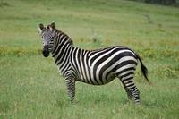 zebra1.jpg