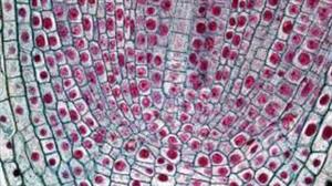 Твірна тканина.jpg