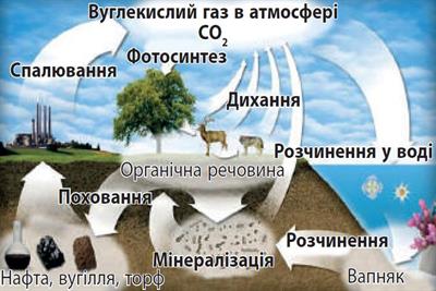 Цикл Карбону.jpg