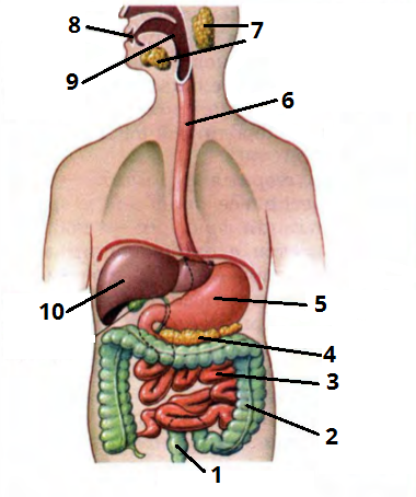 травна_система цифри4.png