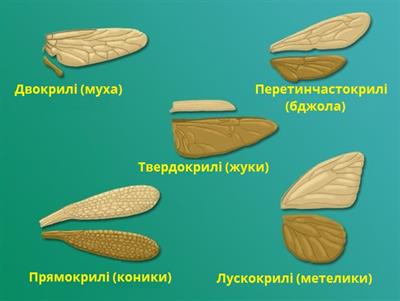види крил підписи.jpg