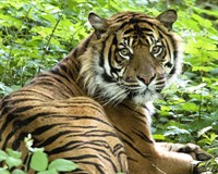 тигр амурський.jpg