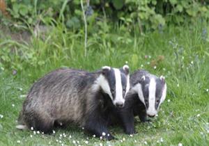 хижі куницеві11.jpg