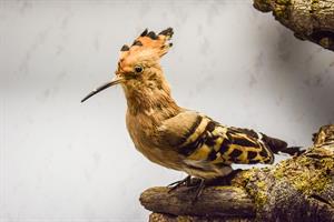 hoopoe-pix.jpg