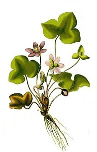 hepatica_herb_img.png