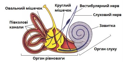 вестибулярний апарат.jpg