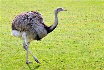 страус00.jpg