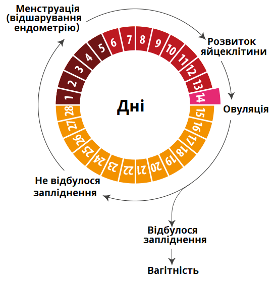 менструальний цикл.png