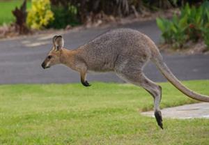 кенгуру.jpg