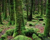 дерева мох.jpg