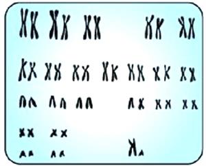 хромосомний набір чоловіка.jpg