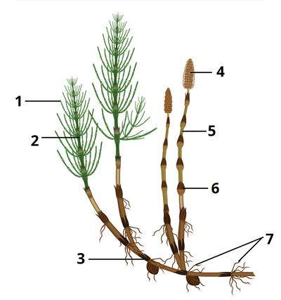 хвощ пагони цифри11.png